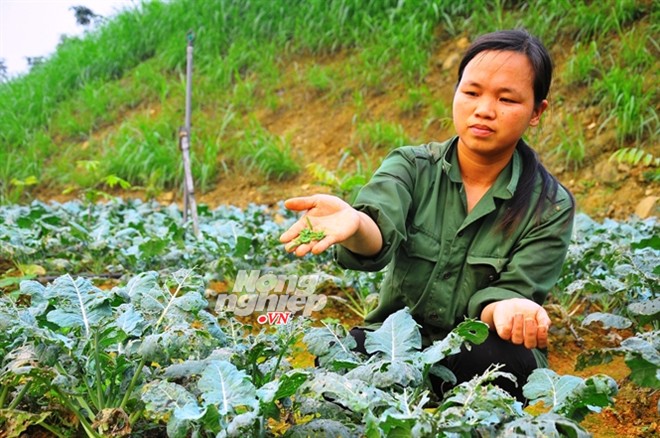 Người kỳ lạ dưới đỉnh Vua Bà: Bà chúa lợn rừng đất Việt